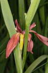 Copper iris